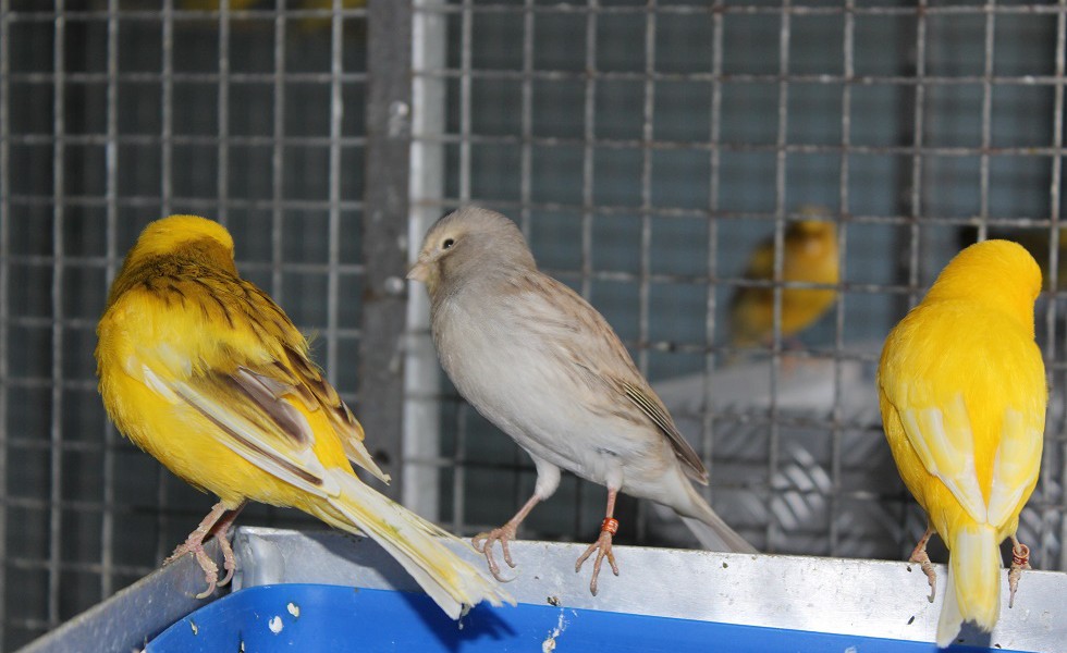 canary bird price